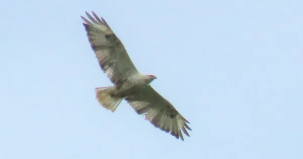bou’s-british-list-reaches-630-–-birdguides