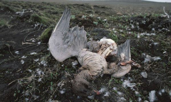 scottish-spca-close-rehoming-and-wildlife-centres-to-wild-birds-due-to-avian-flu-–-the-press-&-journal