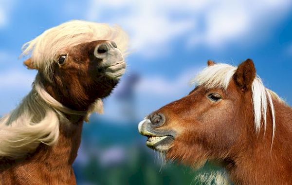 celebrating-the-uk’s-horse-breeds:-native-ponies-to-heavy-horses-and-all-types-in-between-–-horse-&-hound