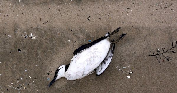 ‘our-desire-for-cheap-chicken-contributing-to-majestic-seabirds-dropping-dead’-–-the-mirror