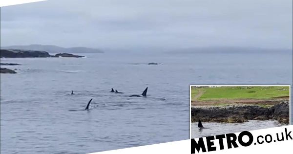 shetland:-girl-can’t-stop-crying-at-sight-of-orcas-in-scotland-–-metroco.uk