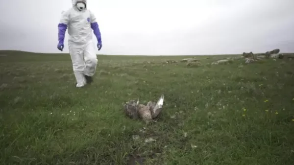 ‘completely-unprecedented’:-experts-fear-bird-flu-outbreak-is-pushing-some-species-to-the-brink-of-extinction-–-big-issue