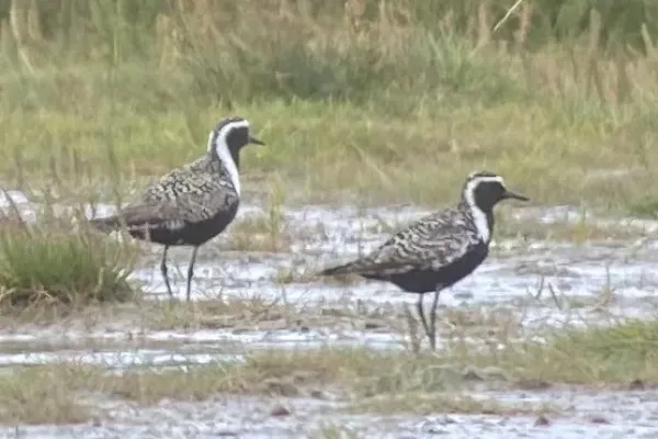 review-of-the-week:-4-10-july-2022-–-birdguides
