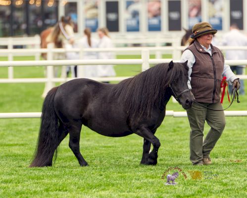 ‘she’s-been-my-little-rock’:-shetland-mare-who-helped-her-owner-through-hard-times-shines-at-major-show-–-horse-&-hound