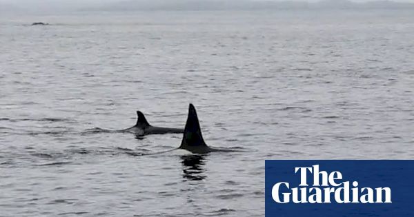 pod-of-orcas-swims-by-family-in-rare-close-encounter-off-shetland-–-video-–-the-guardian
