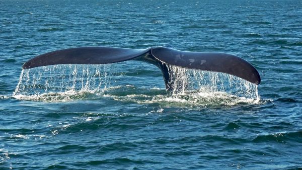 fin-whales,-once-endangered,-are-making-a-remarkable-comeback-–-zme-science