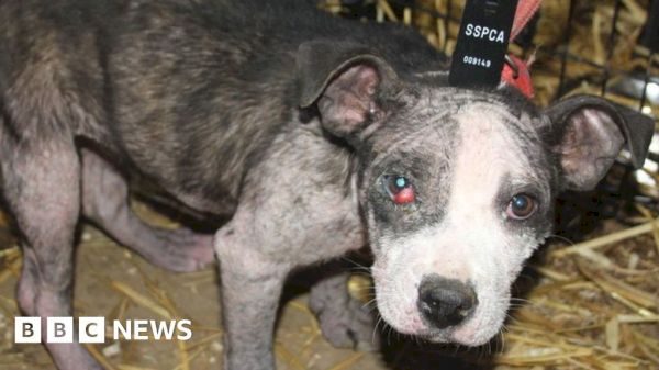 father-and-son-banned-over-moray-puppy-farm-offences-–-bbcco.uk