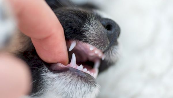 epulis-in-dogs:-symptoms,-causes,-&-treatments-–-dogtime