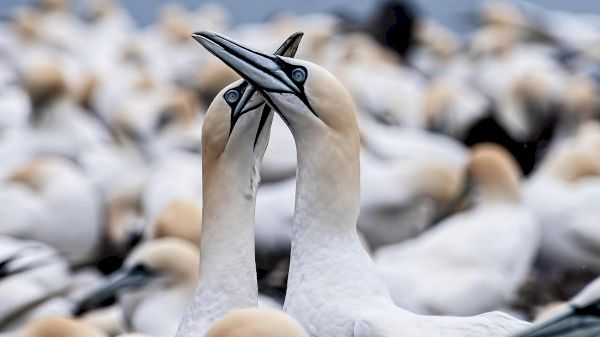 seabird-tours-axed-as-avian-flu-bodies-are-‘too-distressing’-–-the-times