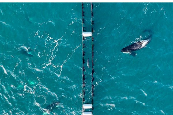 ‘extra-special’-drone-footage-sees-killer-whales-hunt-seal-in-shetland-mussel-farm-–-the-national
