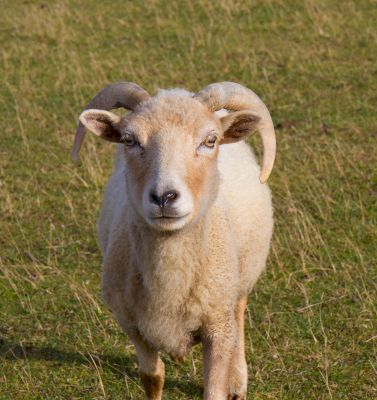 adam-henson:-the-hebridean-coast-has-stolen-my-heart-–-bbc-countryfile-magazine