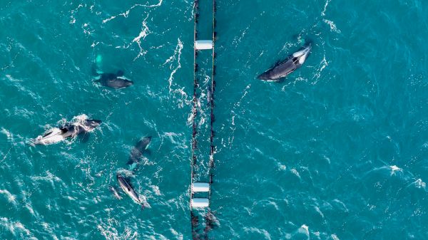 seal-hid-from-killer-whales-in-shetland-mussel-farm-–-scottish-field