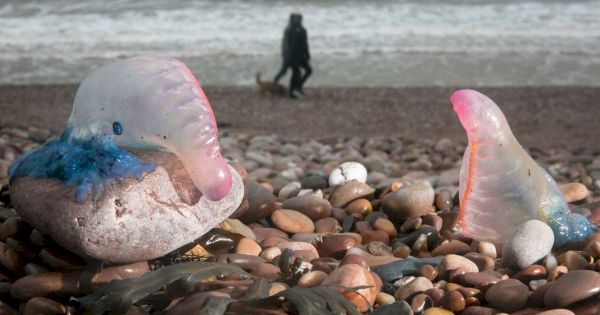 the-sea-creatures-and-marine-mammals-you-might-spot-on-scottish-beaches-–-daily-record