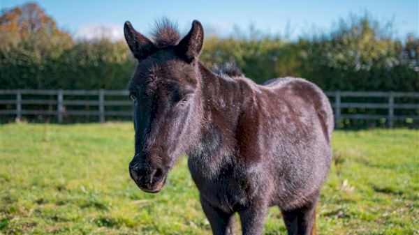 heartbreak-as-mule-rescued-from-the-streets-as-a-foal-put-down-aged-30-–-horse-&-hound