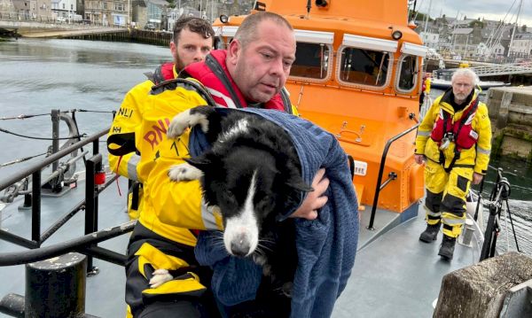 border-collie-socks-rescued-after-30ft-clifftop-plunge-near-lerwick-–-the-press-&-journal