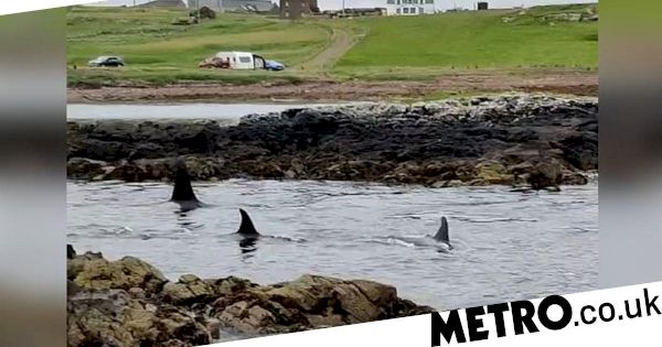 watch:-27-orcas-spotted-off-the-coast-of-shetland-–-metroco.uk