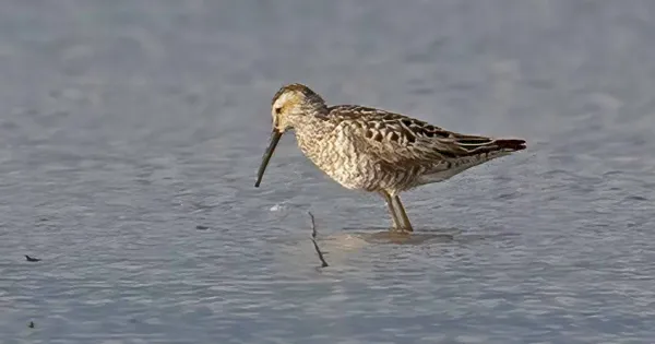 review-of-the-week:-11-17-july-2022-–-birdguides