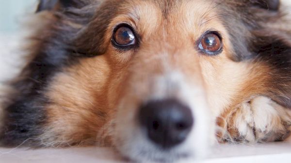 watch:-indiana-national-guard-sergeant-reunited-with-missing-dog-in-heartwarming-video-–-boston-25-news