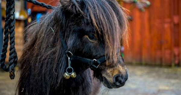 patrick-the-pony-to-be-appointed-the-new-mayor-of-cockington-–-devon-live