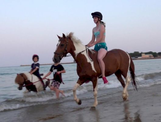 ponies-spotted-enjoying-a-dip-in-the-sea-on-dorset-beach-–-dorset-echo