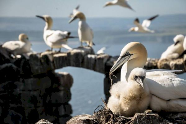 avian-flu:-naturescot-advises-against-visits-to-23-islands-–-walkhighlands