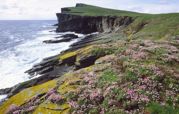 public-advised-to-avoid-noss,-ramna-stacks-and-gruney-due-to-bird-flu-–-shetland-times-online