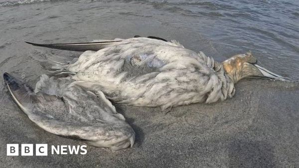 bird-flu:-people-to-avoid-23-small-scottish-islands-–-bbc