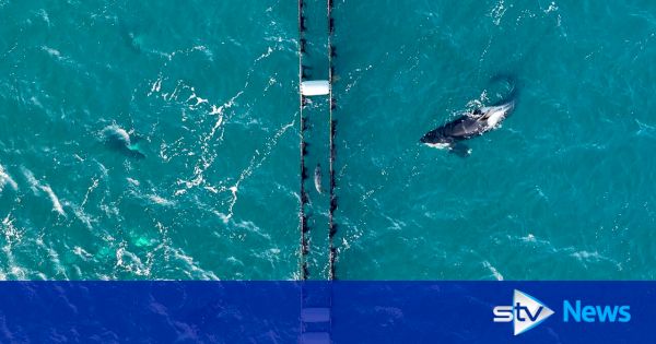 dramatic-drone-footage-captures-clever-seal-using-mussel-farm-to-hide-from-orcas-off-shetland-–-stv-news