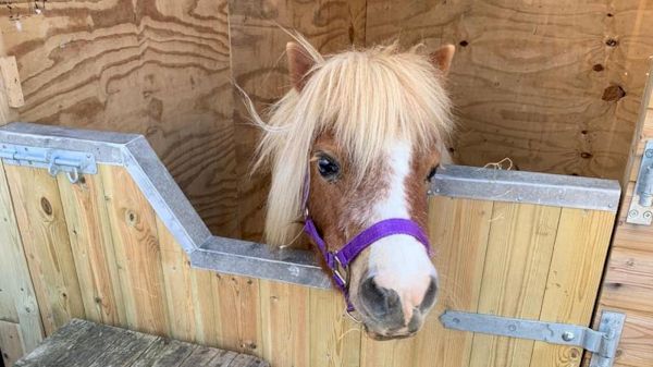 six-shetlands-among-those-honoured-in-annual-awards-–-horse-&-hound