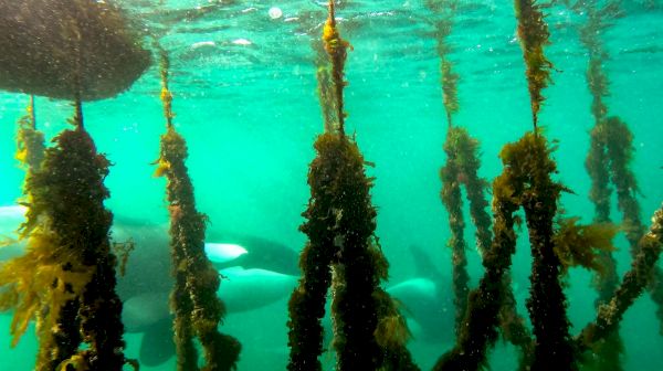 drone-films-‘special’-footage-of-seal-using-mussel-farm-to-hide-from-orcas-–-the-scotsman