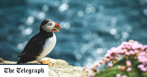 scotland-bans-tourists-from-islands-as-avian-flu-outbreak-threatens-seabirds-–-the-telegraph