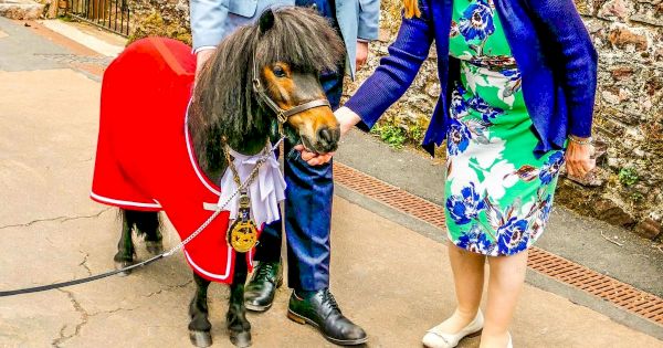 patrick-the-pony-gets-is-now-‘mayor-of-cockington’-–-devon-live