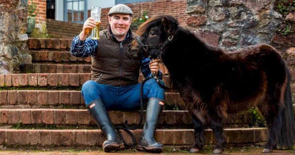 beer-drinking-pony-appointed-mayor-of-devon-village-–-the-mirror