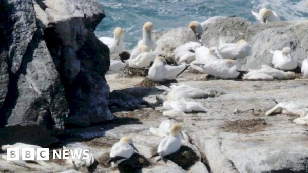 hundreds-of-seabirds-being-lost-to-avian-flu-in-shetland-–-bbc