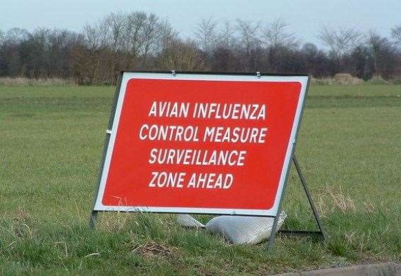 ariane-burgess:-avian-flu-tragedy-highlights-fragility-of-our-ecosystems-–-johnogroat-journal