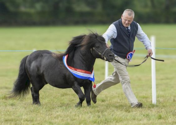 john-watson’s-shetland-stallion-takes-champion-at-newtown-st-boswells-and-district-farmers-show-–-the-scottish-farmer