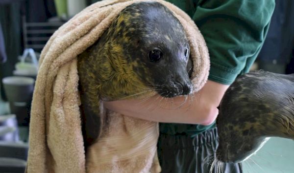 seals-flown-to-shetland-rescue-centre-afterwater-plant-breakdown-–-heraldscotland