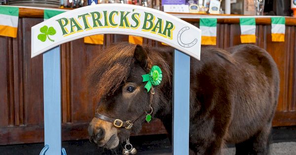 beer-loving-pony-that-lives-in-pub-made-uk-village-mayor-after-huge-resident-support-–-daily-star