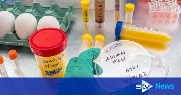 shetland-island-told-to-ban-tourists-amid-avian-flu-outbreak-destroying-bird-populations-–-stv-news
