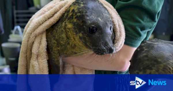 seals-flown-to-shetland-for-care-after-scottish-spca-rescue-centre-breakdown-–-stv-news