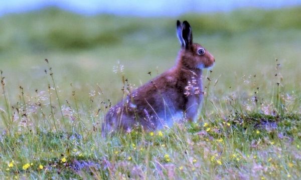 nature-watch:-reflections-on-the-natural-riches-of-shetland-–-the-courier