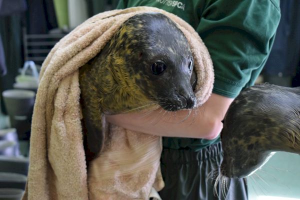 four-seals-flown-to-hillswick-wildlife-sanctuary-in-shetland-–-the-press-&-journal
