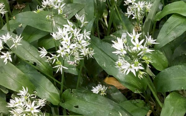 flora-and-fauna:-the-topsy-turvy-world-of-wild-garlic-–-teesdale-mercury