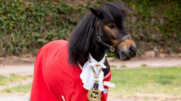 naysayers-get-revenge-after-pony-becomes-mayor-|-news-–-the-times