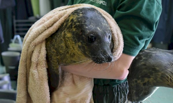 seal-pup-cosmos-who-was-flown-to-shetland-in-mercy-mission-dies-–-the-press-&-journal