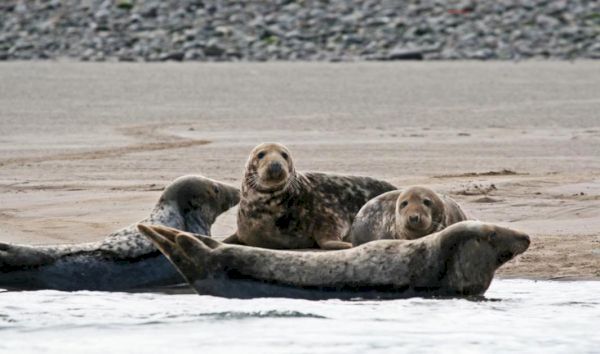 four-seals-taken-to-shetland-after-water-treatment-plant-breakdown-–-the-national