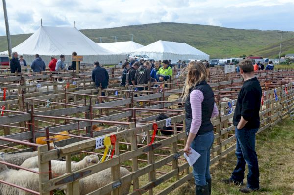 the-voe-show-returns-after-two-year-hiatus-–-shetland-times-online