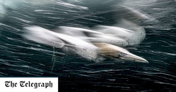 photo-competition:-gannet-smashes-through-water-off-shetland-islands-at-100kmph-–-the-telegraph