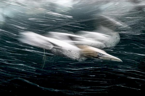 scottish-seabird-snap-earns-100k-grand-prize-in-global-photography-contest-–-the-national