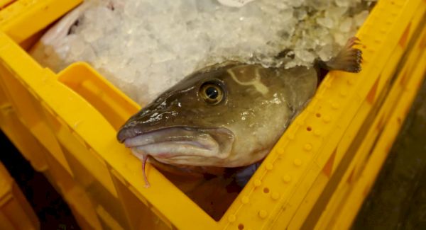 shetland-whitefish-prices-see-downturn-at-start-of-august-–-undercurrent-news